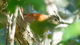 Image of White-lored Spinetail