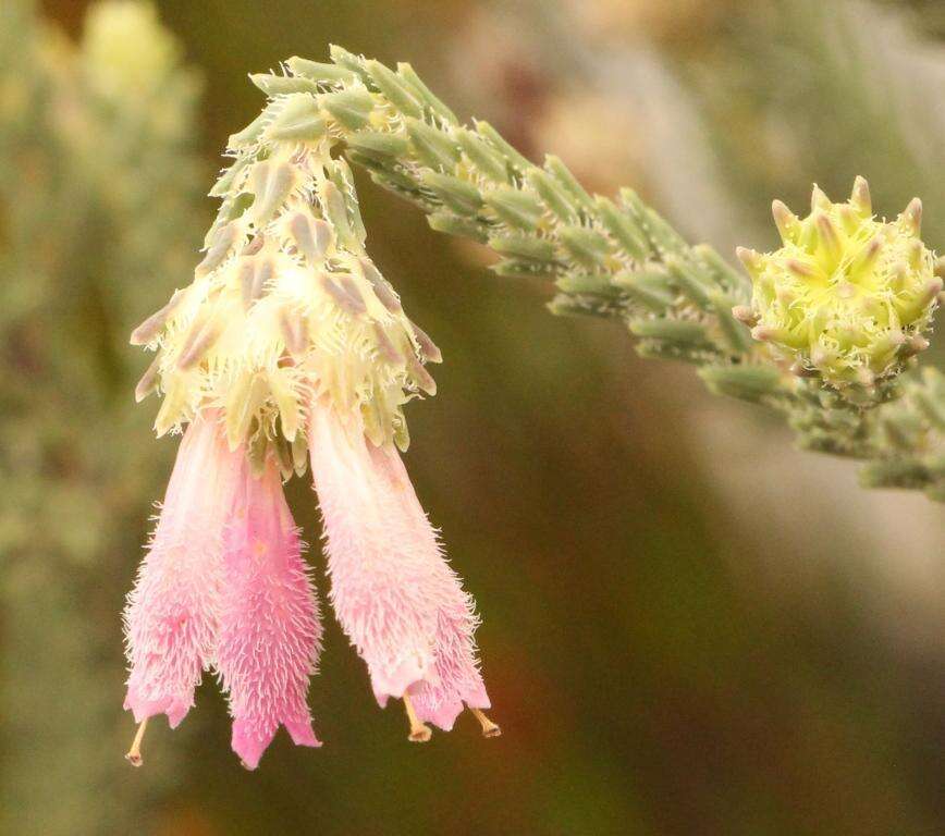 Image of Erica pectinifolia var. pectinifolia