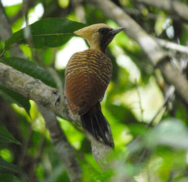 Image of Pale-crested Woodpecker