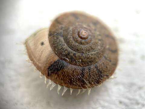 Image of <i>Plectotropis conomphala</i> Pilsbry & Hirase 1903