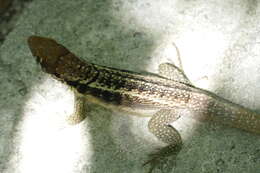 Image of Bastion Cay Curlytail Lizard