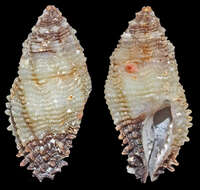 Image of Morula dichrous (Tapparone Canefri 1881)