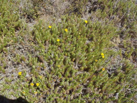 Image of Cullumia patula subsp. patula