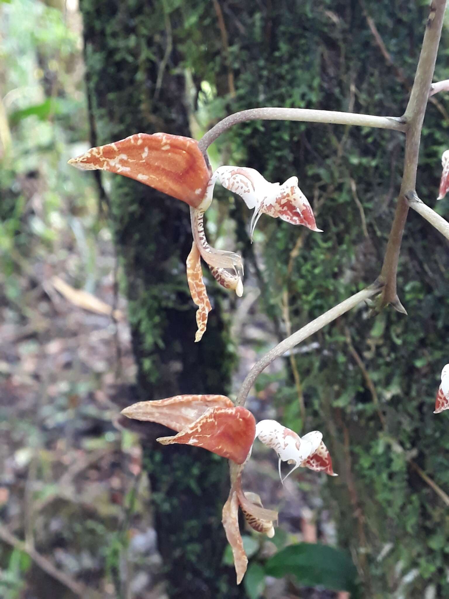 Imagem de Gongora rufescens Jenny