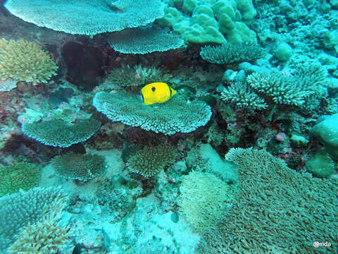 Image of Indian Teardrop Butterflyfish