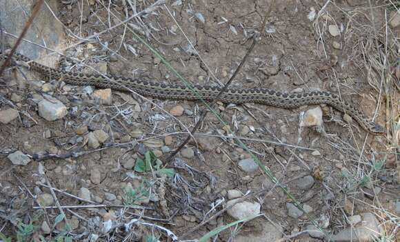 Image of Alburzi Viper