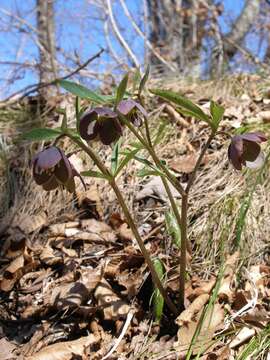 Image of Helleborus dumetorum subsp. atrorubens (Waldst. & Kit.) Merxm. & Podl.