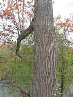 Image of Northern Red Oak