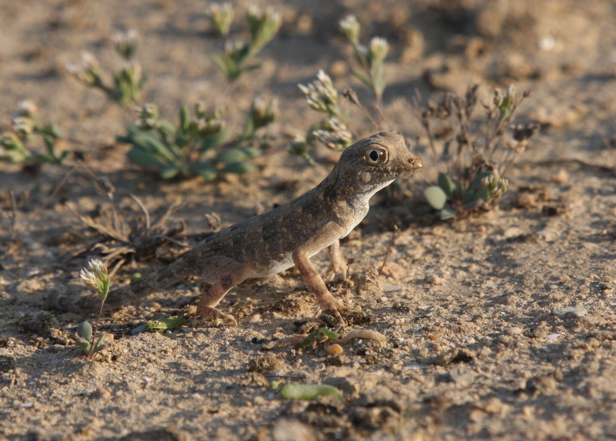 Image of Carter’s Semaphore Gecko