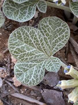 Image of Paria River Indian breadroot