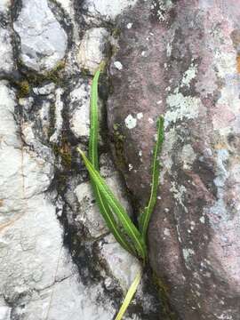 Campyloneurum angustifolium (Sw.) Fée的圖片