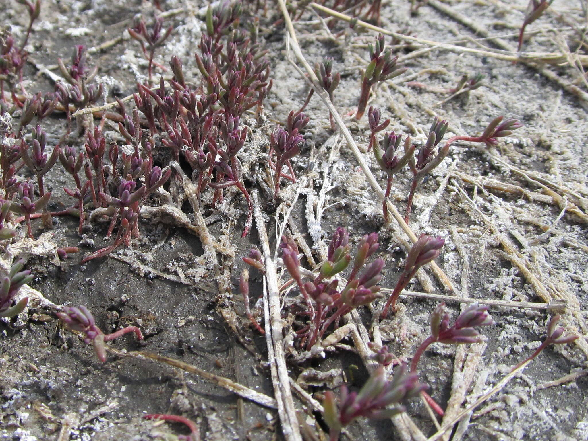 Image de Suaeda calceoliformis (Hooker) Moquin-Tandon