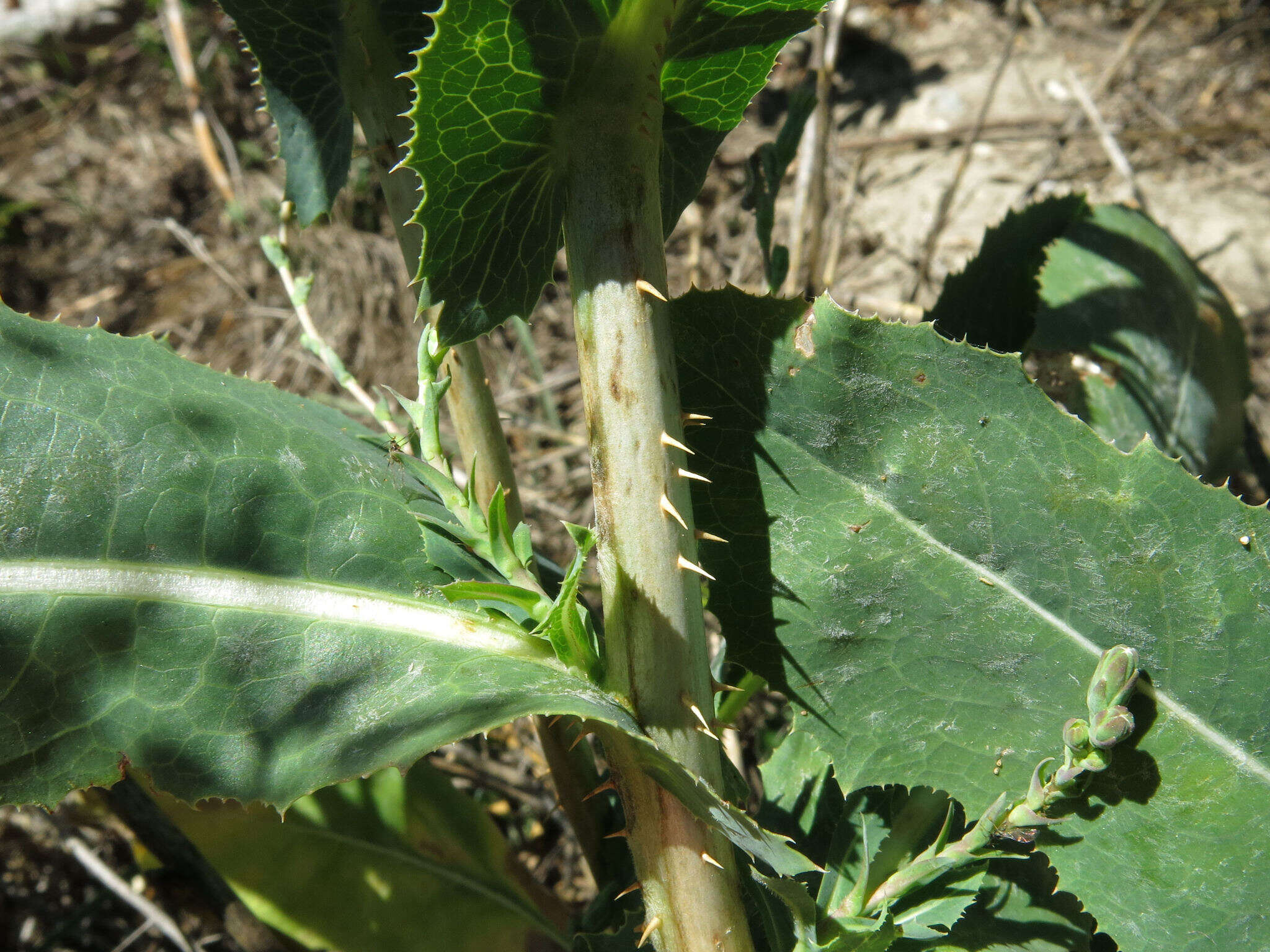 Image of prickly lettuce