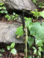 Image of Amorphophallus kiusianus (Makino) Makino