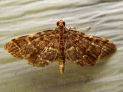 Image of Yellow-spotted Webworm Moth