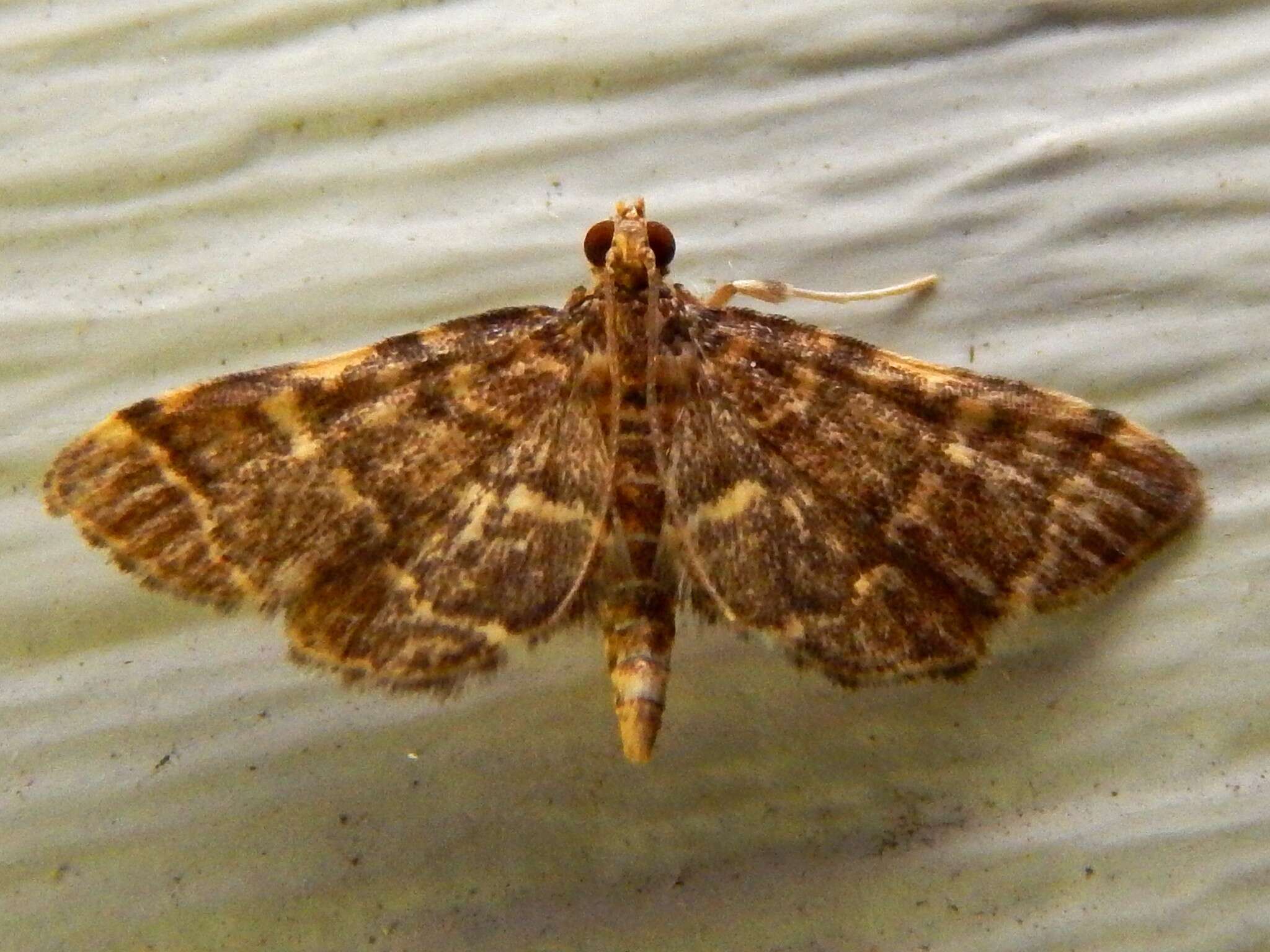 Image of Yellow-spotted Webworm Moth