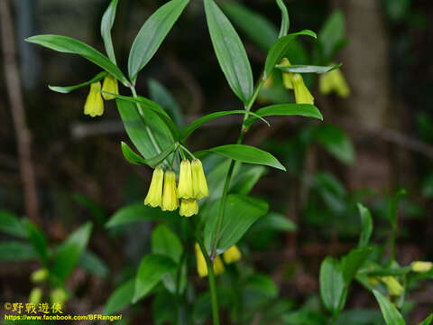 Image of Disporum shimadae Hayata