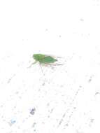 Image of April green cicada