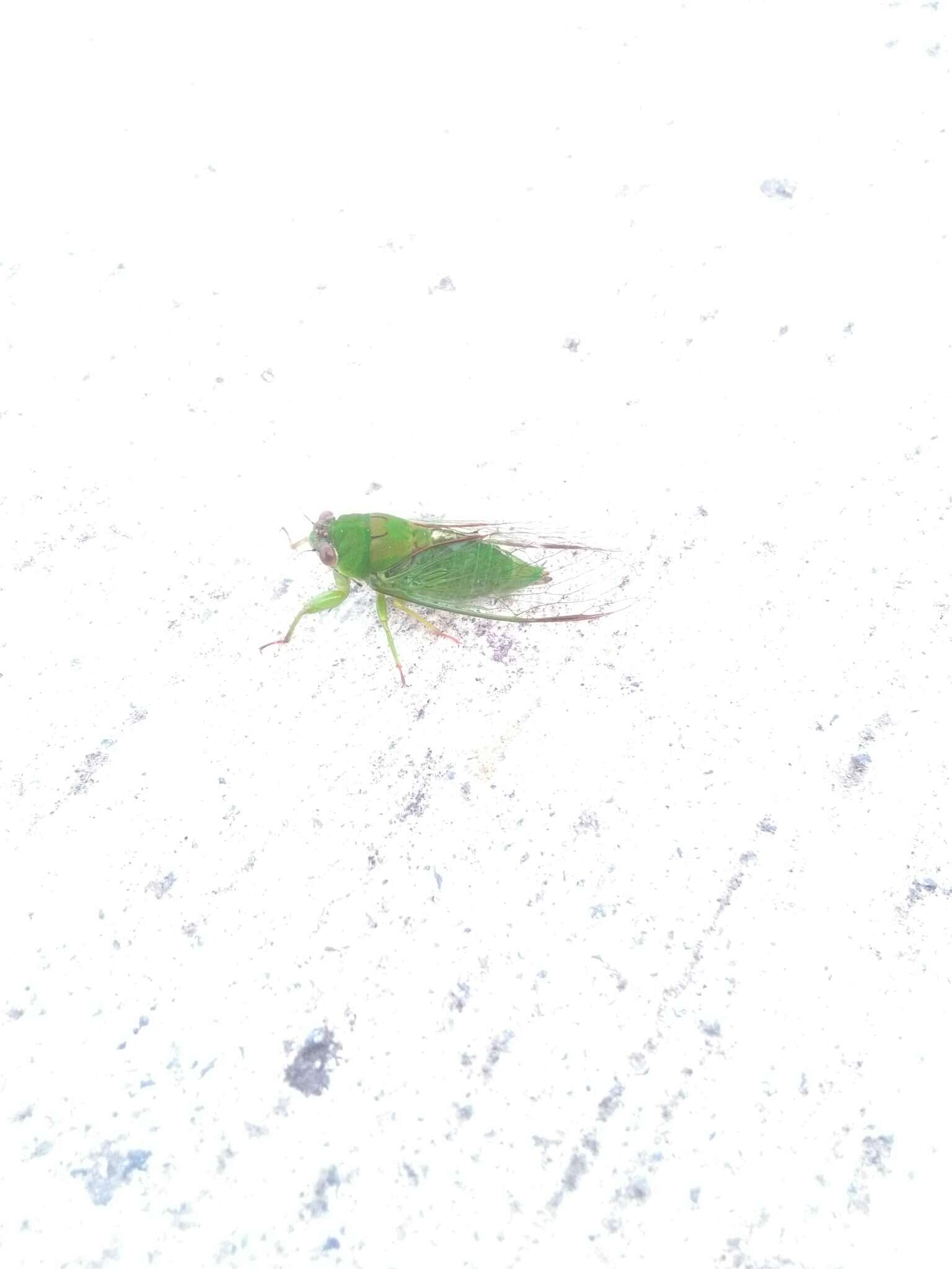 Image of April green cicada