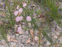 صورة Pimelea hispida R. Br.