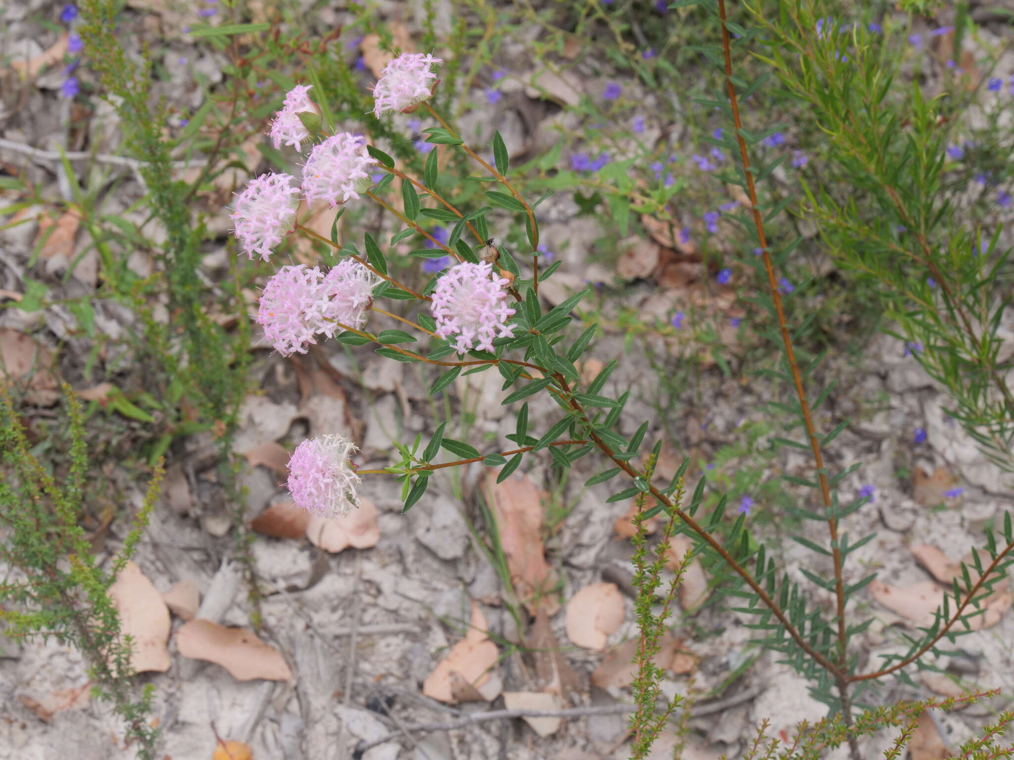 Image of Pimelea hispida R. Br.