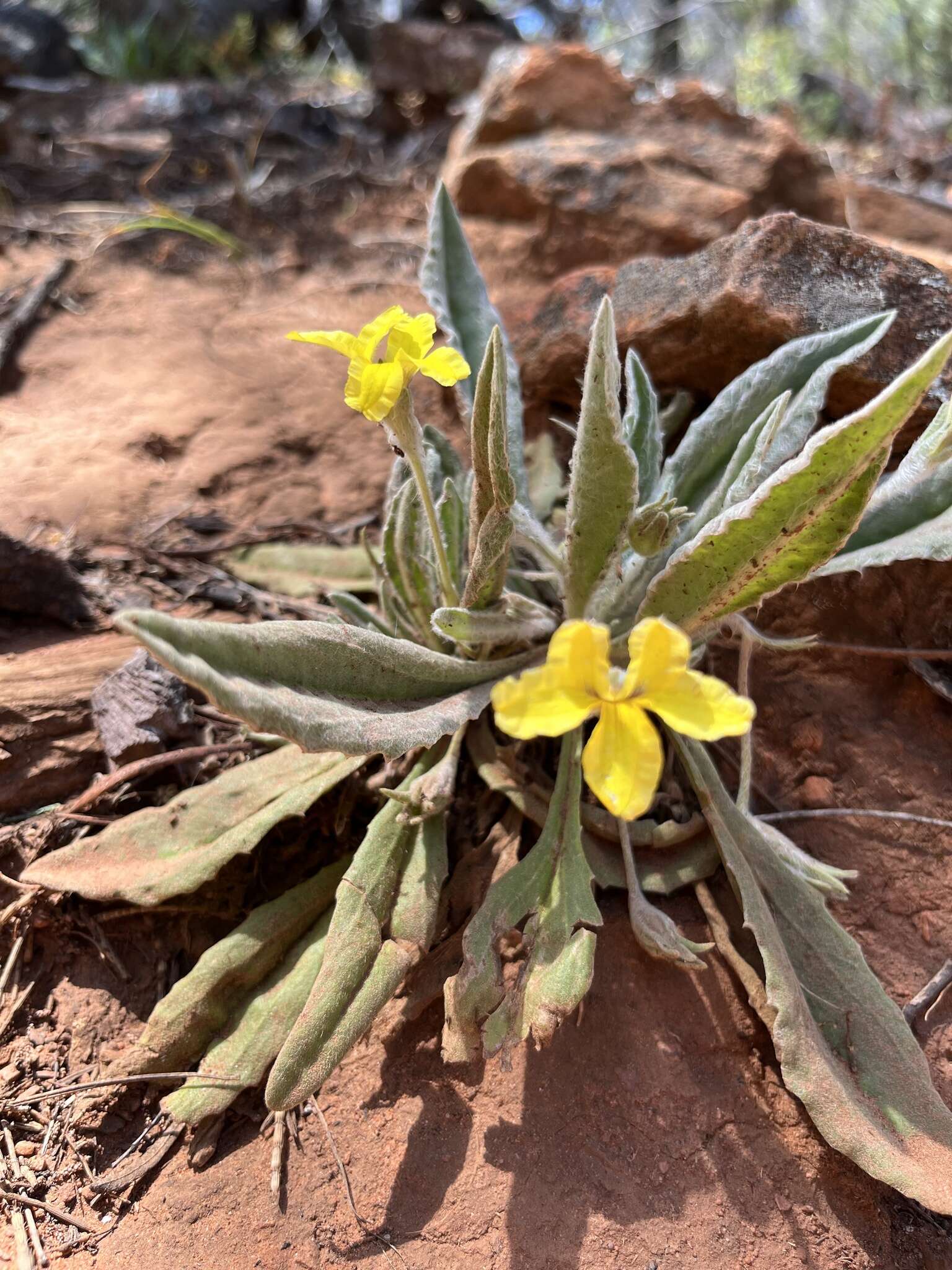 Image of Goodenia robusta (Benth.) K. Krause