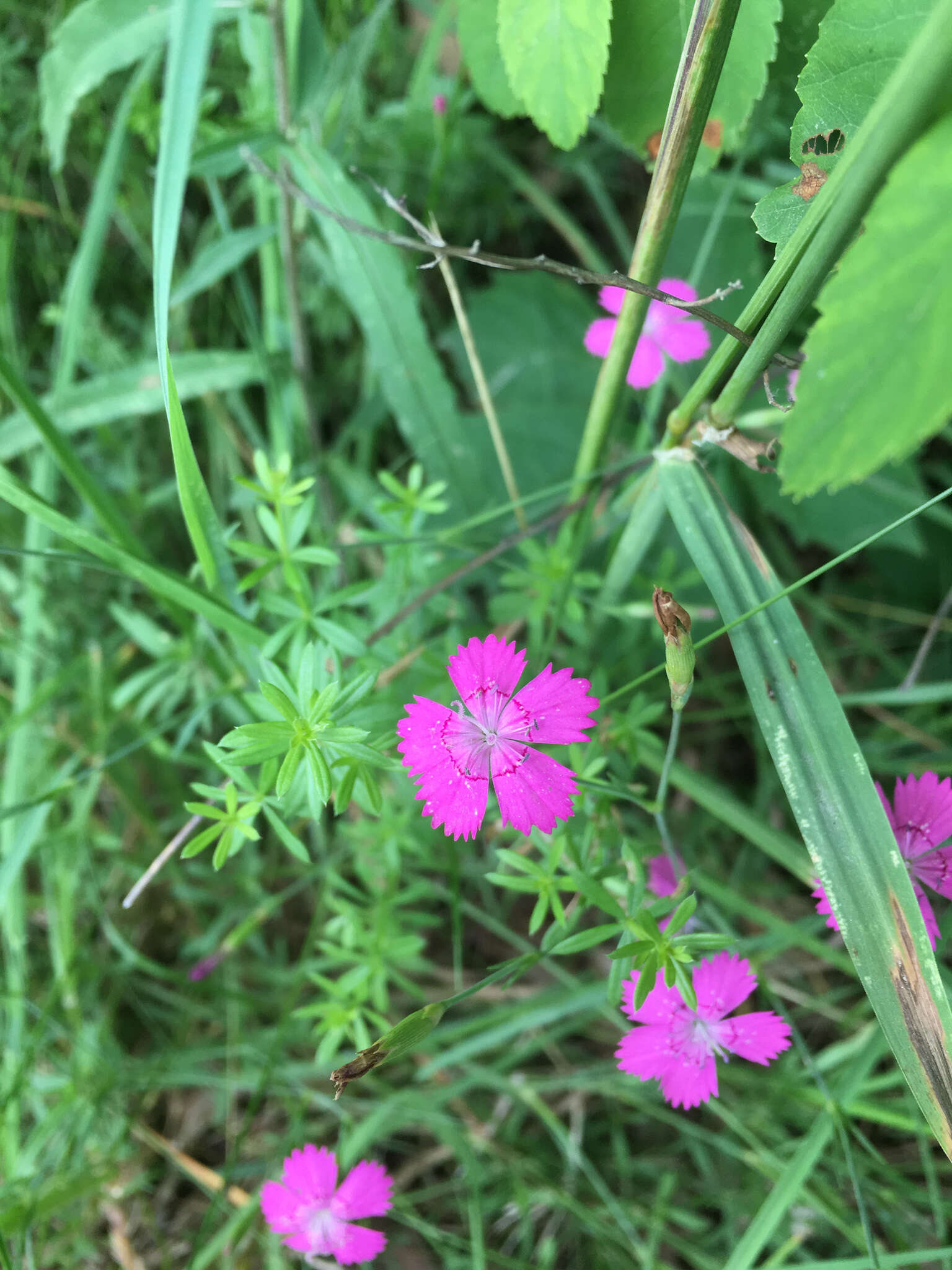 Слика од Dianthus deltoides L.