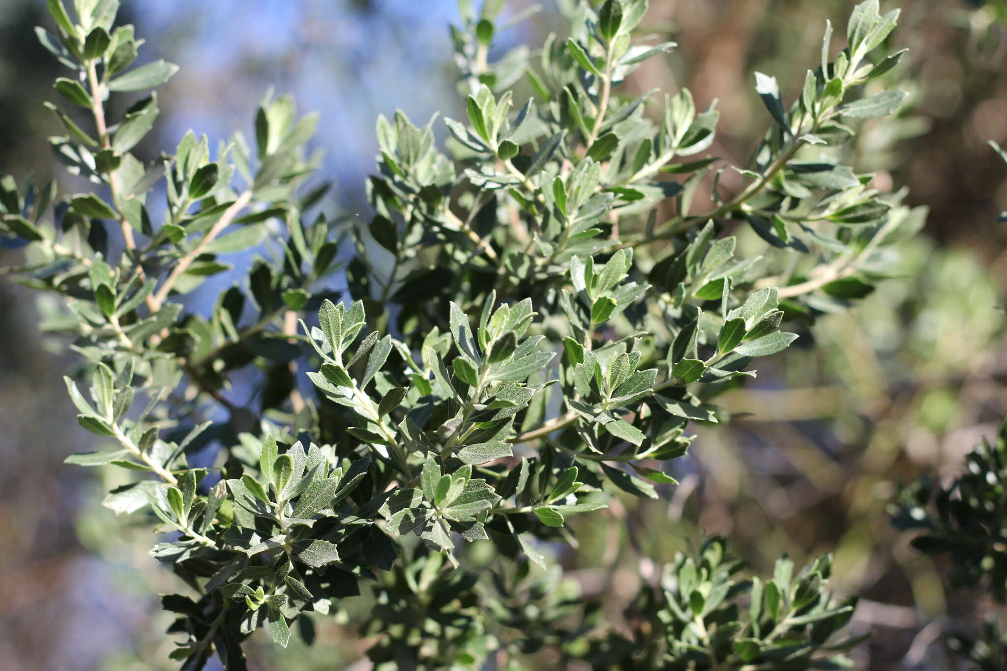 Image of Baccharis dracunculifolia subsp. tandilensis (Speg.) Giuliano