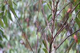 Image of Flycatcher-shrike