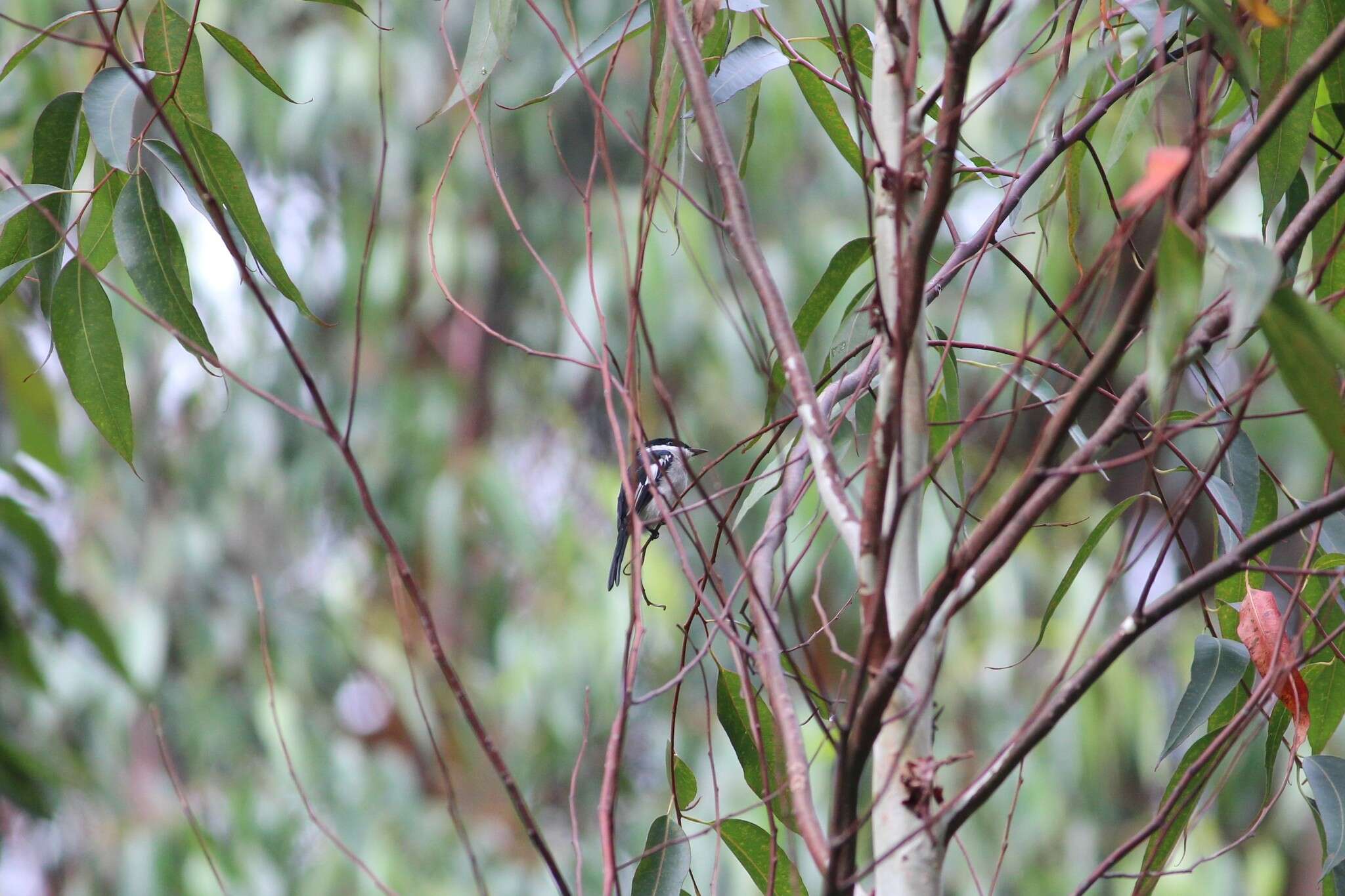 Image of Flycatcher-shrike