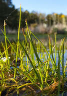 Image of Piedmont Quillwort