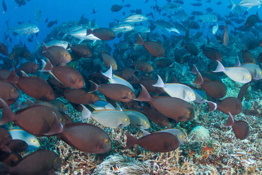 Image of Bleeker's Surgeonfish