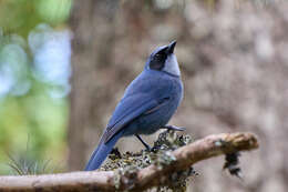 Image of Dwarf Jay