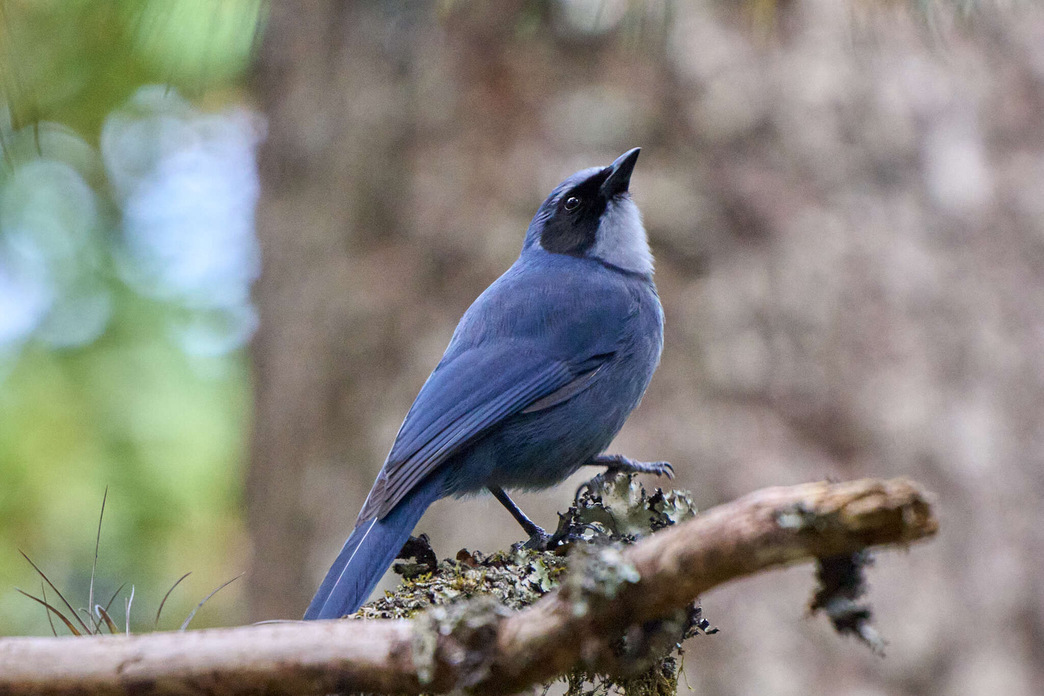 Image of Dwarf Jay