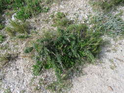 Image of Asparagus capensis var. litoralis Suess. & Karling