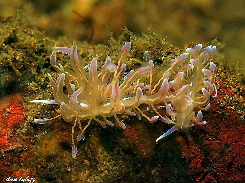 Imagem de Phyllodesmium opalescens Rudman 1991