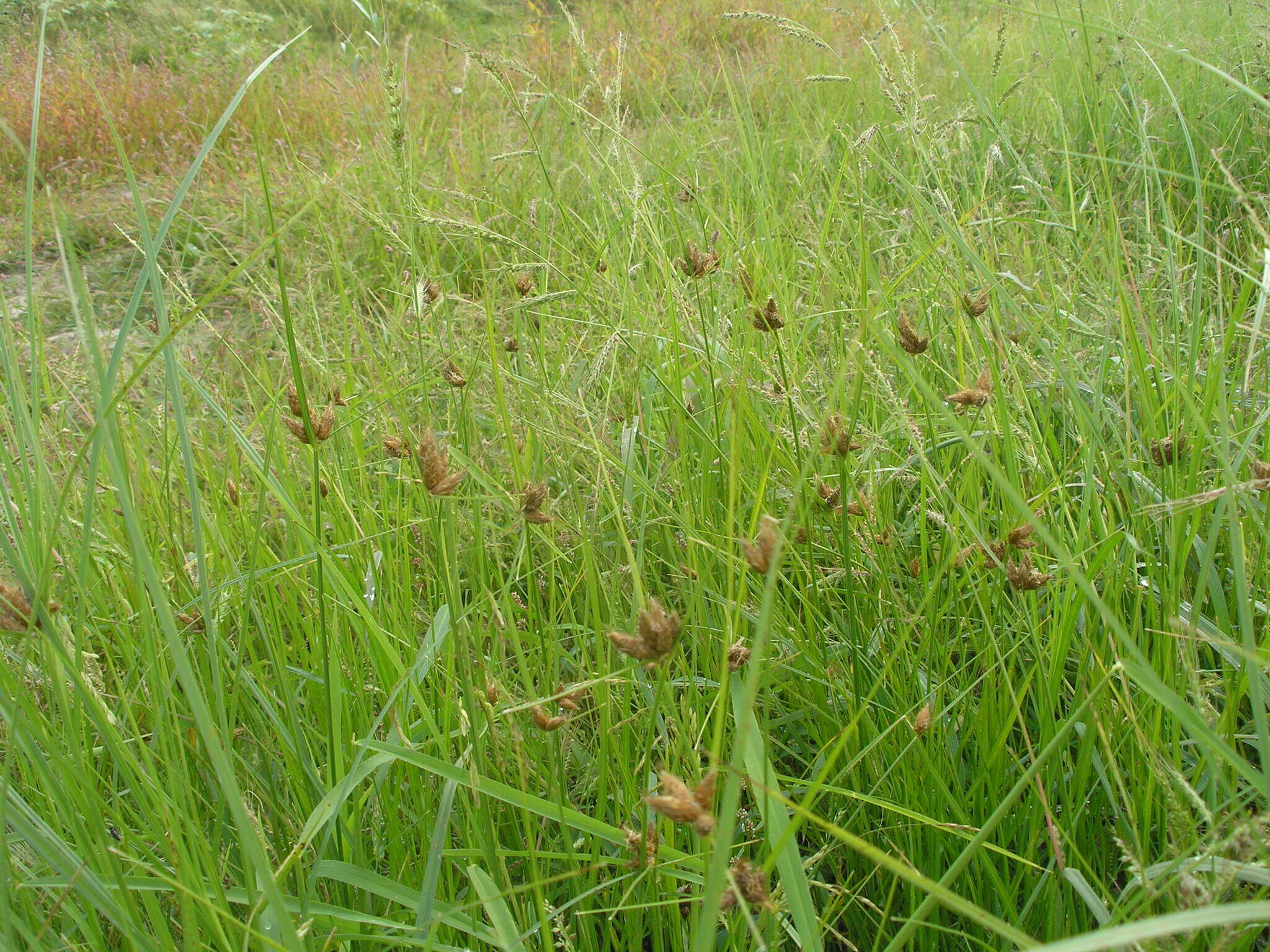 Imagem de Bolboschoenus planiculmis (F. Schmidt) T. V. Egorova