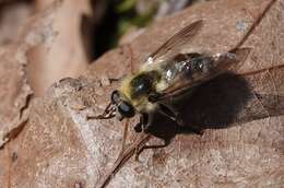 Image of Criorhina verbosa (Walker 1849)