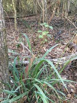 Image of Slender Wood-Oats