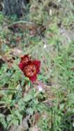 Image of Calochortus pringlei B. L. Rob.