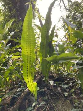 Image of Fortune's Ribbon Fern