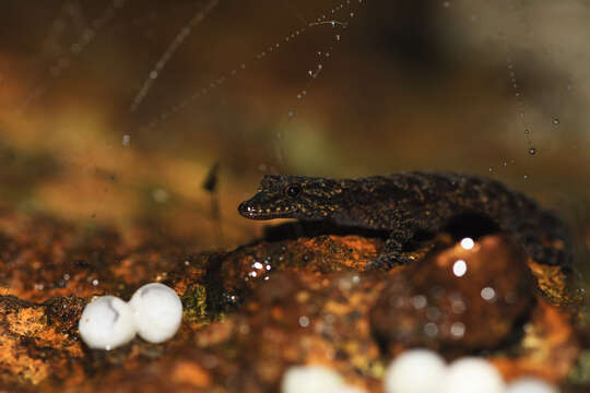 Image of Cnemaspis kallima Manamendra-arachchi, Batuwita & Pethiyagoda 2007