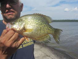 Image of Black Crappie