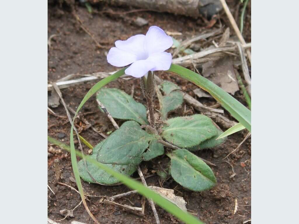 Sivun Brunoniella acaulis (R. Br.) Bremek. kuva