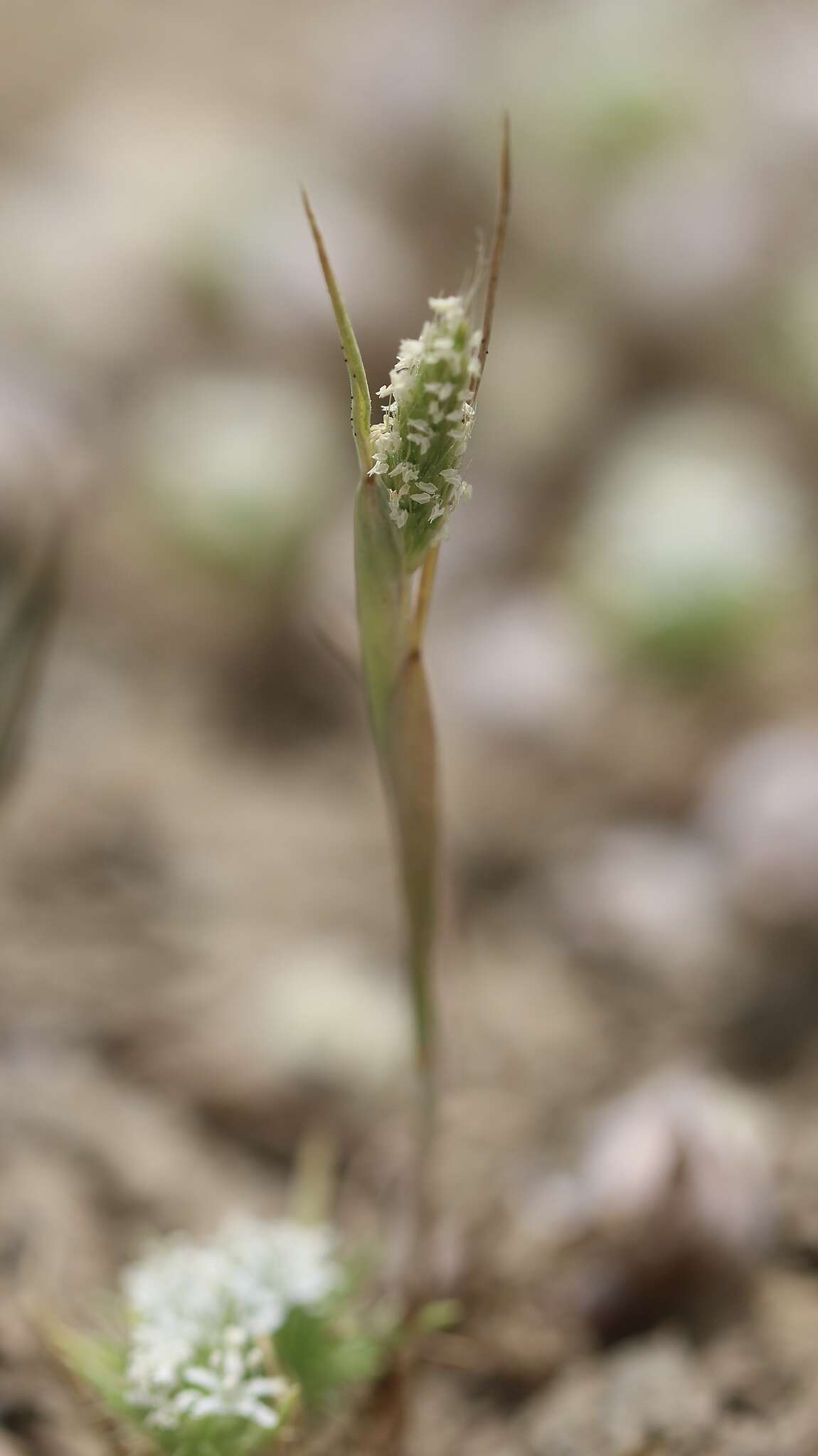 Image of Pacific foxtail