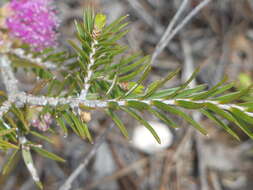 Image de Melaleuca wilsonii F. Müll.