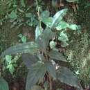 Image of Celosia grandifolia Moq.