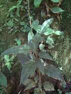 Imagem de Celosia grandifolia Moq.