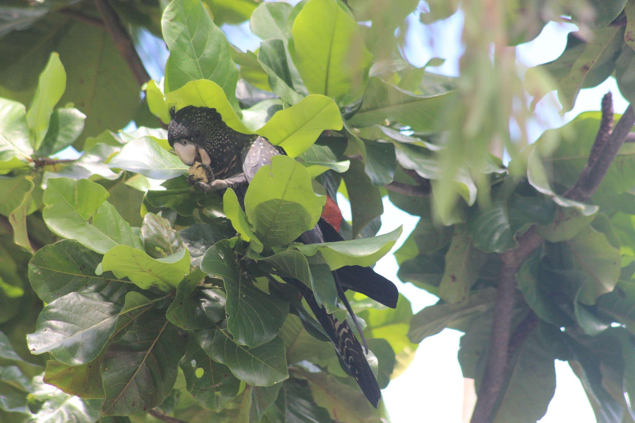 Image of Red-tailed Black-Cockatoo