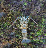 Image of Scalloped Spiny Lobster